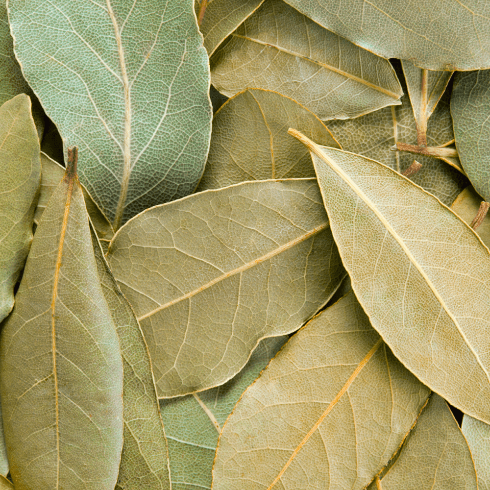 FOLHA DE LOURO POUCH 6G